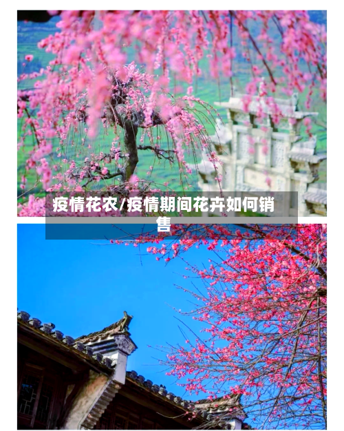 疫情花农/疫情期间花卉如何销售-第3张图片