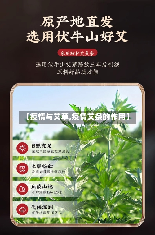 【疫情与艾草,疫情艾条的作用】-第1张图片