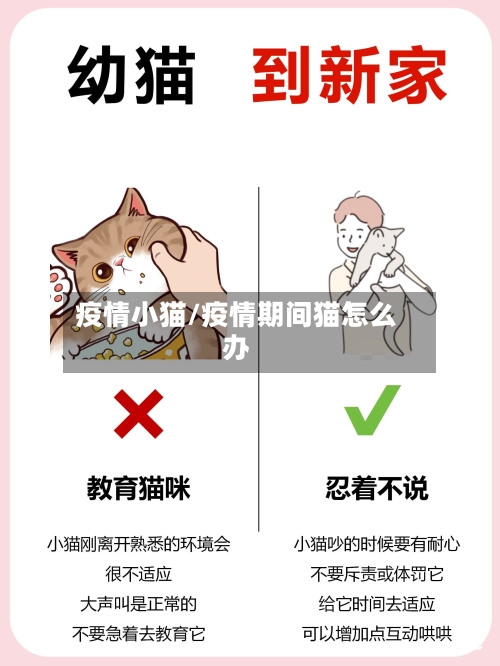 疫情小猫/疫情期间猫怎么办-第1张图片