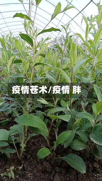 疫情苍术/疫情 胖-第1张图片
