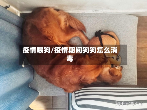 疫情喂狗/疫情期间狗狗怎么消毒-第3张图片