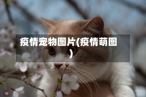 疫情宠物图片(疫情萌图)-第1张图片
