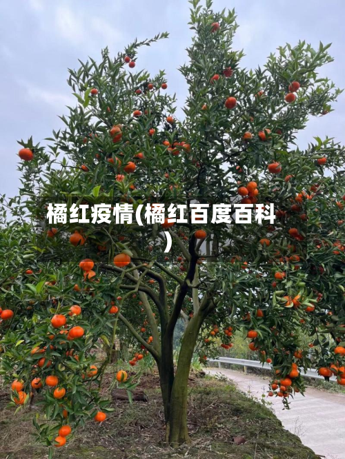 橘红疫情(橘红百度百科)-第2张图片