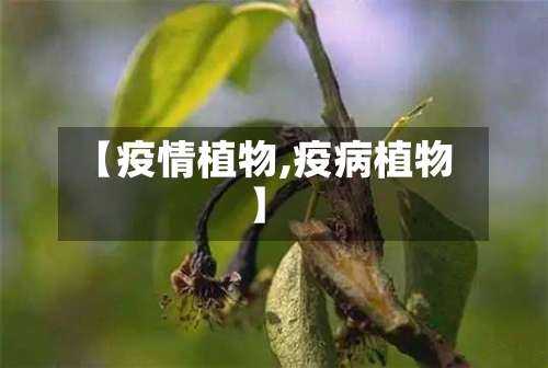 【疫情植物,疫病植物】-第3张图片