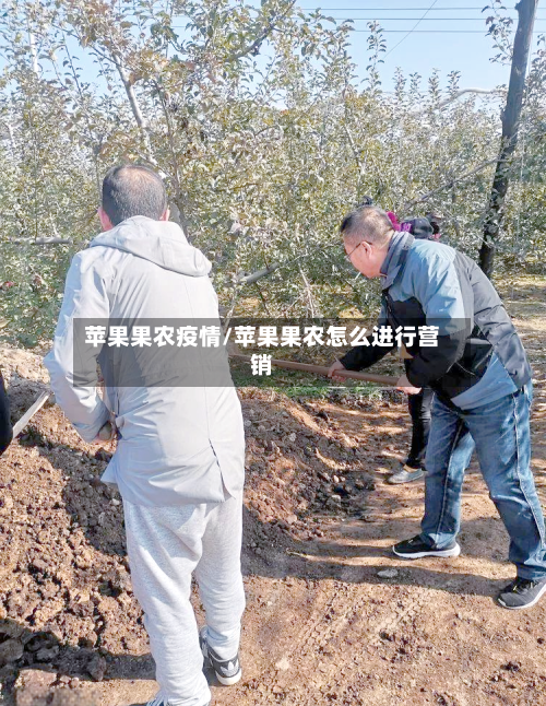 苹果果农疫情/苹果果农怎么进行营销-第1张图片