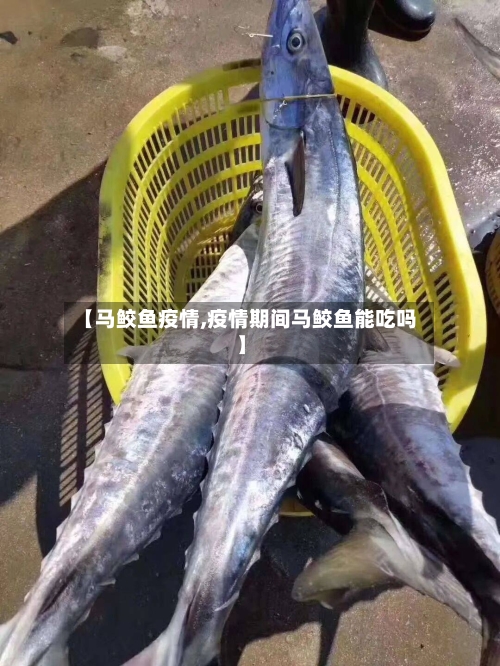 【马鲛鱼疫情,疫情期间马鲛鱼能吃吗】-第1张图片