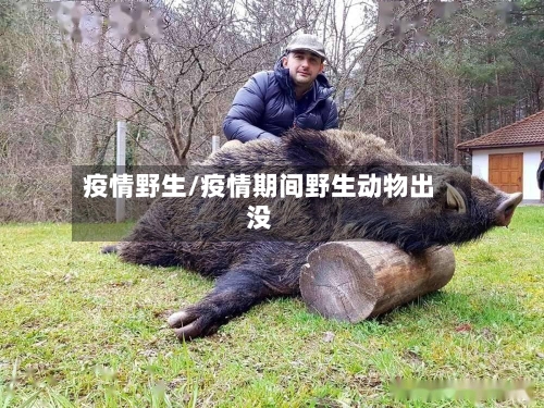 疫情野生/疫情期间野生动物出没-第1张图片