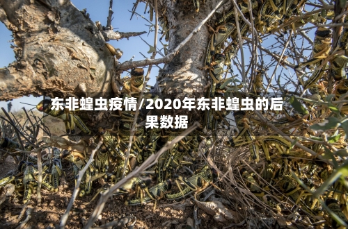 东非蝗虫疫情/2020年东非蝗虫的后果数据-第2张图片